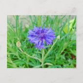 Kornblume Briefkaart (Voorkant)