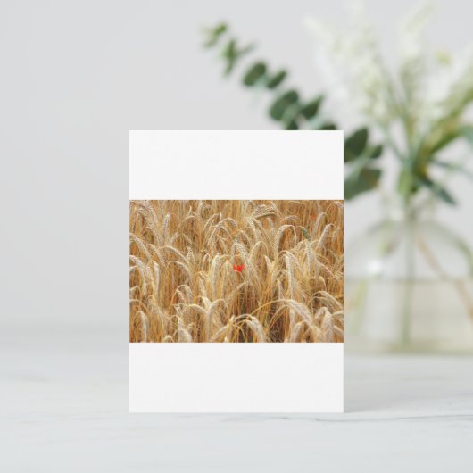 Kornblume Briefkaart (Staand voorkant)