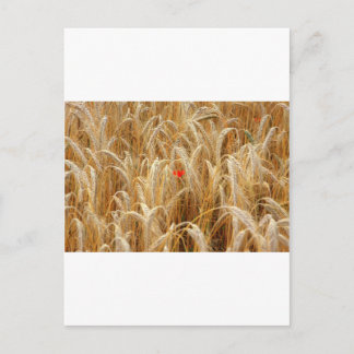 Kornblume Briefkaart