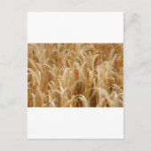 Kornblume Briefkaart (Voorkant)