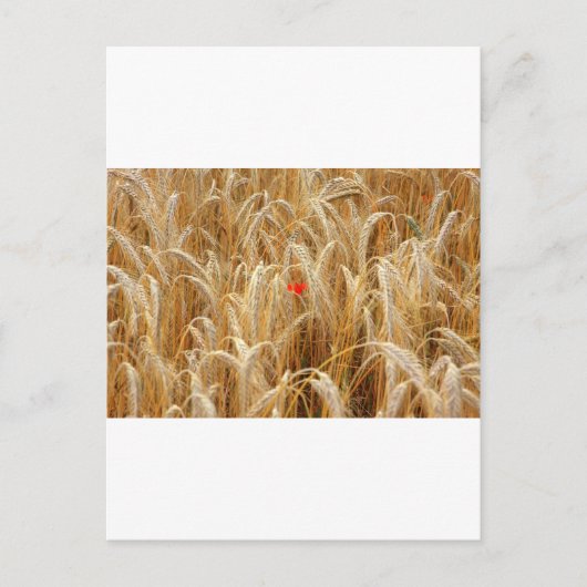 Kornblume Briefkaart (Voorkant)