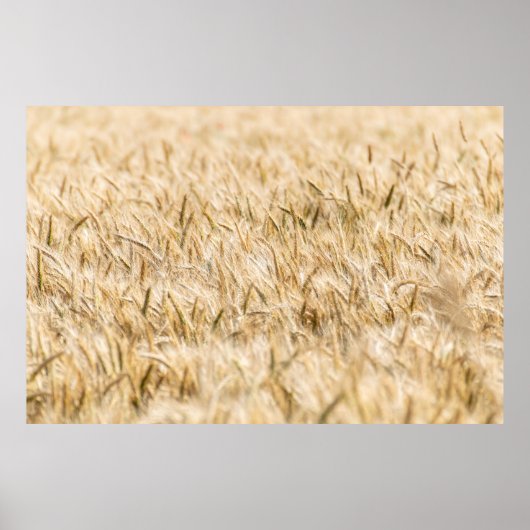 Kornfield rijpe landbouw poster (Voorkant)