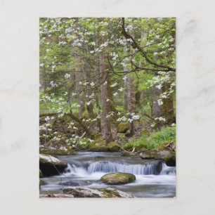 Kornoelje Bomen   Great Smoky Mountain, Tennessee Briefkaart