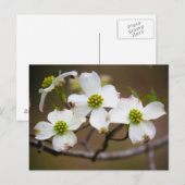 Kornoelje in Bloei Briefkaart (Voorkant / Achterkant)