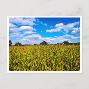 Kornvelden onder blauwe hemel - foto-briefkaart briefkaart