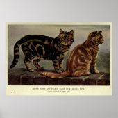  korrelig kat (1902) poster (Voorkant)