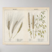 korrels | Charlotte Mary Yonge Poster (Voorkant)