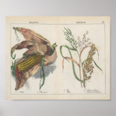 korrels | Charlotte Mary Yonge Poster (Voorkant)