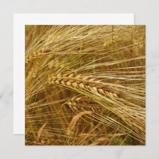 Korrels van tarwe in het veld. Het is oogsttijd! (Voorkant / Achterkant)