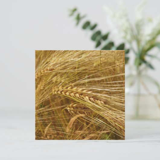 Korrels van tarwe in het veld. Het is oogsttijd! (Staand voorkant)