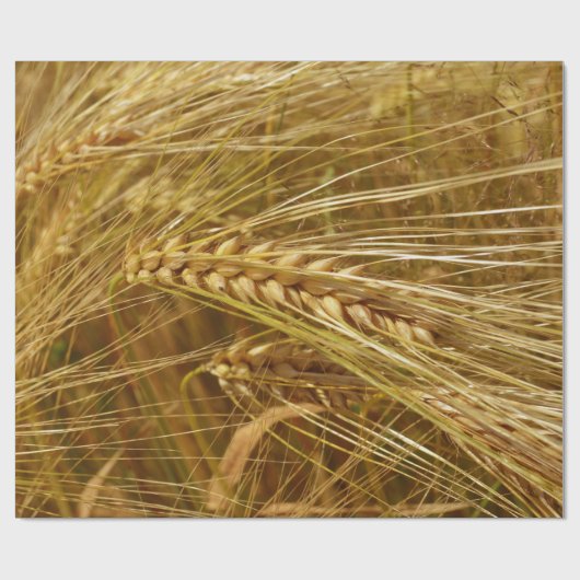 Korrels van tarwe in het veld. Het is oogsttijd! Cadeaupapier (Vlak)