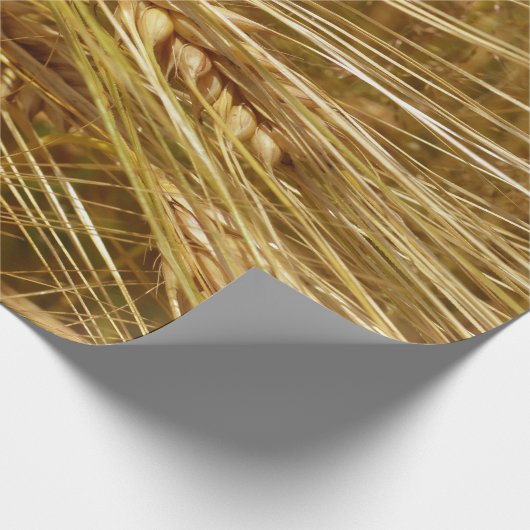 Korrels van tarwe in het veld. Het is oogsttijd! Cadeaupapier (Hoek)