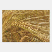 Korrels van tarwe in het veld. Het is oogsttijd! Inpakpapier Vel (Voorkant)