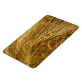 Korrels van tarwe in het veld. Het is oogsttijd! Magneet (Linkerzijde)