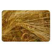 Korrels van tarwe in het veld. Het is oogsttijd! Magneet (Horizontaal)