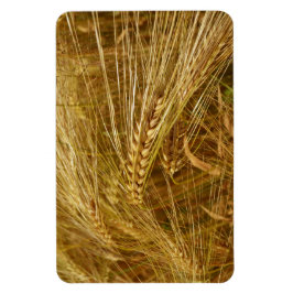 Korrels van tarwe in het veld. Het is oogsttijd! Magneet