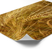 Korrels van tarwe in het veld. Het is oogsttijd! Poster (Hoek)