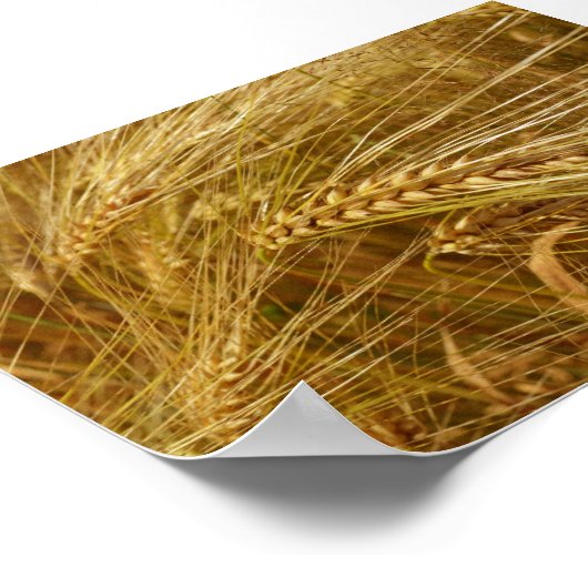 Korrels van tarwe in het veld. Het is oogsttijd! Poster (Hoek)