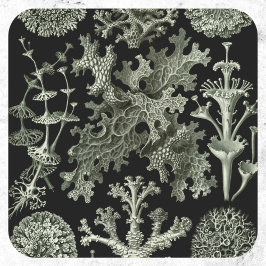 Korsmos door Ernst Haeckel, Vintage Natuur Planten Ronde Sticker