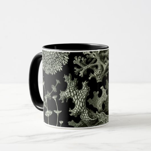 Korstmos door Ernst Haeckel, Oude Natuur Planten Mok (Voorkant links)