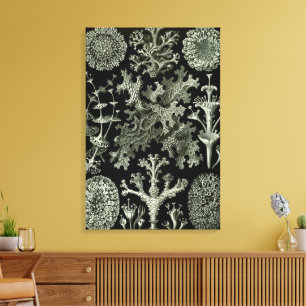 Korstmos door Ernst Haeckel, Vintage Natuur Plante Canvas Afdruk