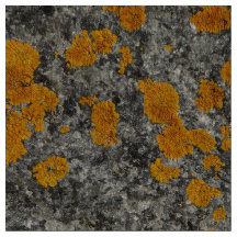 korstmos op granietfotostof