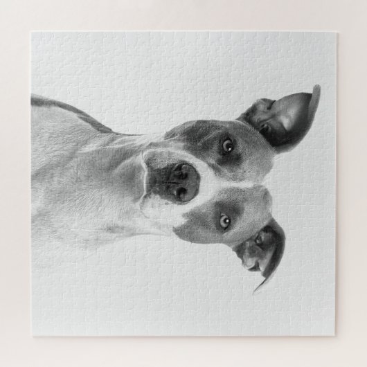 Kortademige hond op grijsschaal (zwart-wit) legpuzzel (Horizontaal)