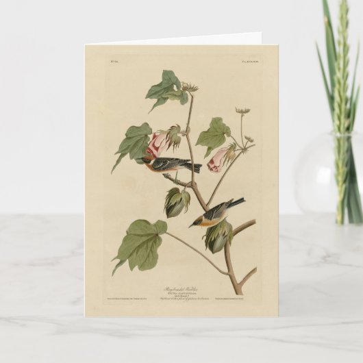 Korte broekriem - Amerikaanse vogels van Audubon Kaart (Voorkant)