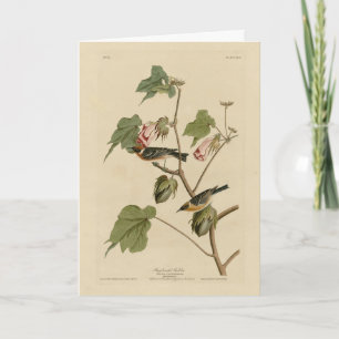 Korte broekriem - Amerikaanse vogels van Audubon Kaart