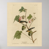 Korte broekriem - Amerikaanse vogels van Audubon Poster (Voorkant)