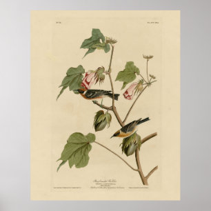 Korte broekriem - Amerikaanse vogels van Audubon Poster