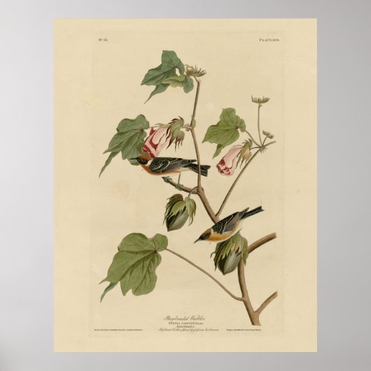 Korte broekriem - Amerikaanse vogels van Audubon Poster (Voorkant)