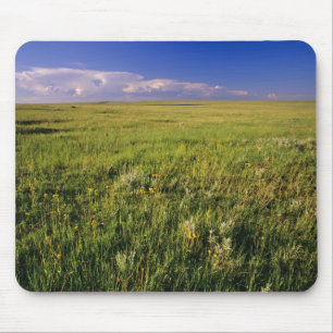 Korte grassteppe in afgelegen noordoostelijk muismat