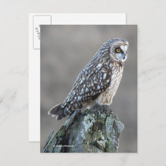 Korte hap in de moeras briefkaart (Voorkant / Achterkant)