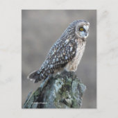 Korte hap in de moeras briefkaart (Voorkant)