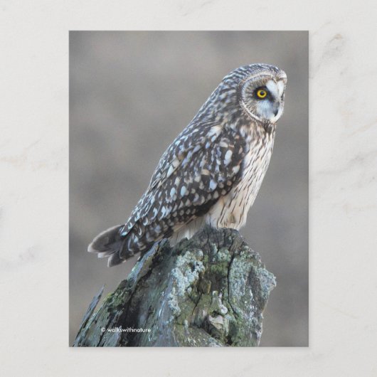 Korte hap in de moeras briefkaart (Voorkant)