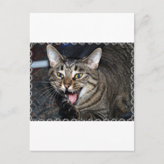 Korte haren Maine Coon Briefkaart