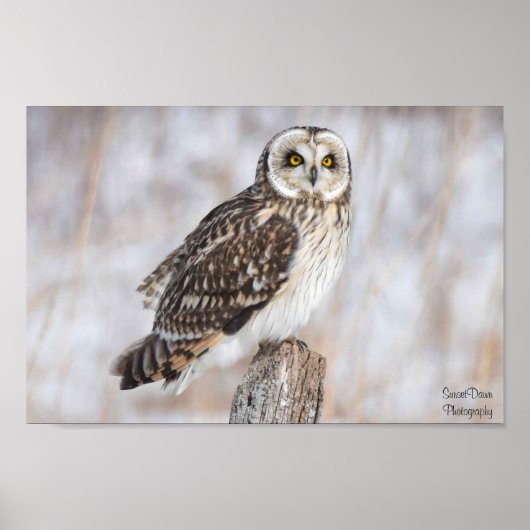 Korte haver poster (Voorkant)