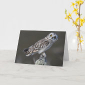 Korte ooruil, Schotland Kaart (Gele Bloem)