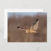 Korte-ooruil tijdens de vlucht briefkaart (Voorkant / Achterkant)