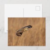 Korte-ooruil tijdens de vlucht op de graslanden briefkaart (Voorkant / Achterkant)