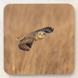 Korte-ooruil tijdens de vlucht op grasland bier onderzetter