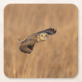 Korte-ooruil tijdens de vlucht op grasland kartonnen onderzetters