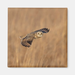Korte-ooruil tijdens de vlucht op grasland magneet