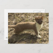 Korte, op maat gesneden weel briefkaart (Voorkant / Achterkant)