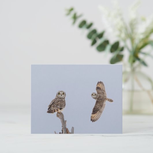 Korte oranje bij de Graslanden van Shawangunk Briefkaart (Staand voorkant)