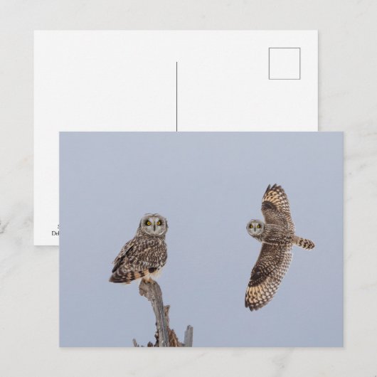 Korte oranje bij de Graslanden van Shawangunk Briefkaart (Voorkant / Achterkant)