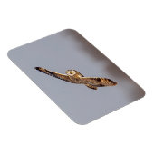 Korte oranje bij de Graslanden van Shawangunk Magneet (Rechterzijde)