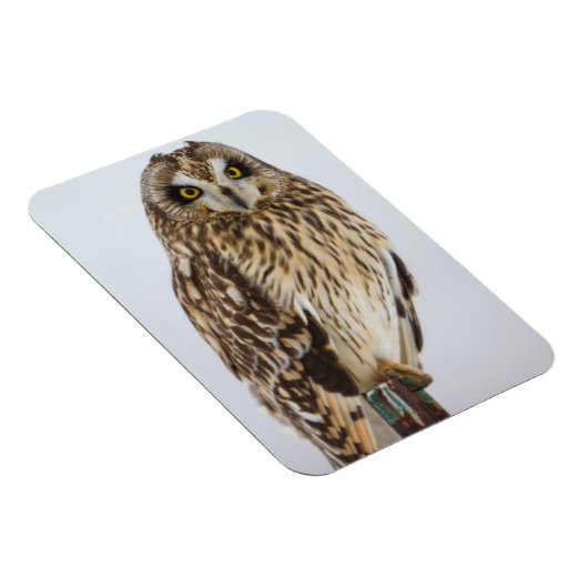 Korte oranjebruin op hek magneet (Rechterzijde)