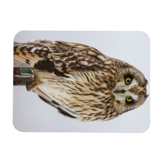 Korte oranjebruin op hek magneet (Horizontaal)